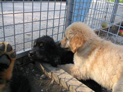 chiots de Sonate  6 semaines